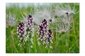 Blumenwiese M 09